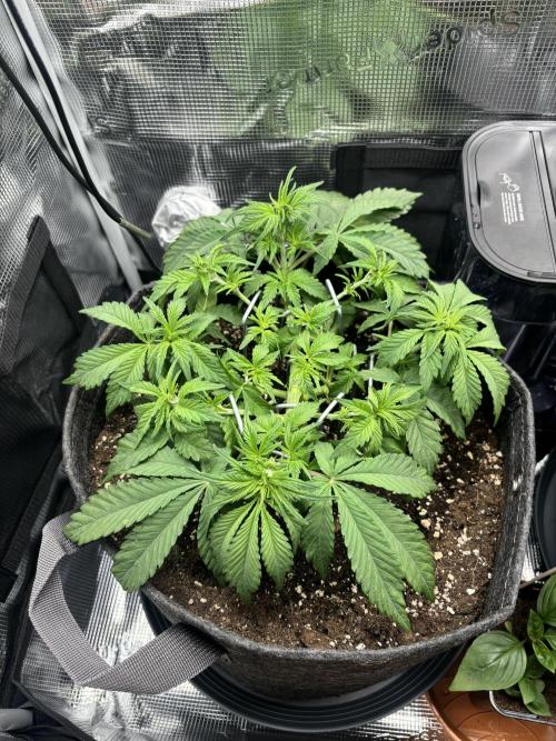 2x Papaya Cookies Auto 90x50. Week 5 - D29 - left plant