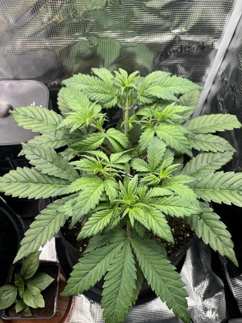 2x Papaya Cookies Auto 90x50. Week 5 - D29 - right plant