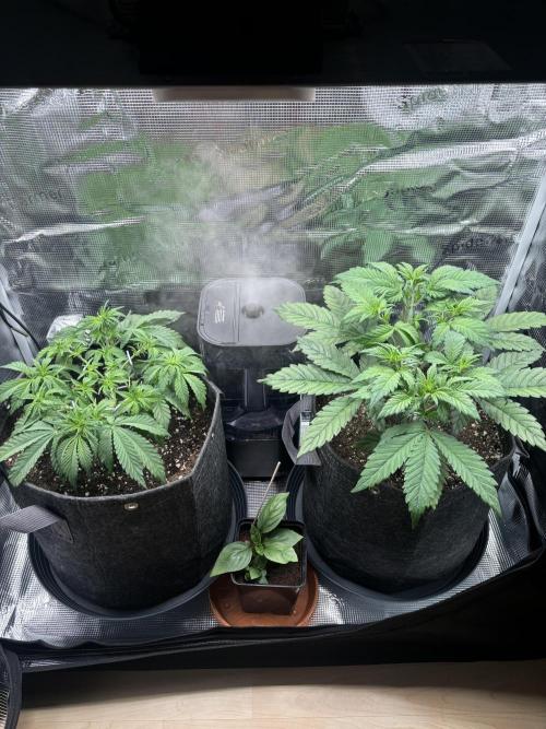 2x Papaya Cookies Auto 90x50. Week 5 - 09.12. - D29