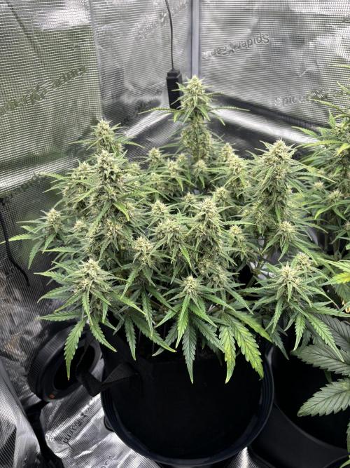 2x FastBuds Amnesia Z Auto. Week 8 - D53 - 1st plant