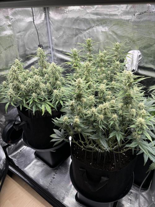 2x FastBuds Amnesia Z Auto. Week 8 - 10.12. - D53