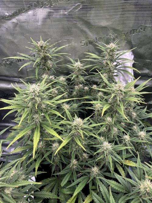 2x FastBuds Amnesia Z Auto. Week 8 - D53 - 2nd plant