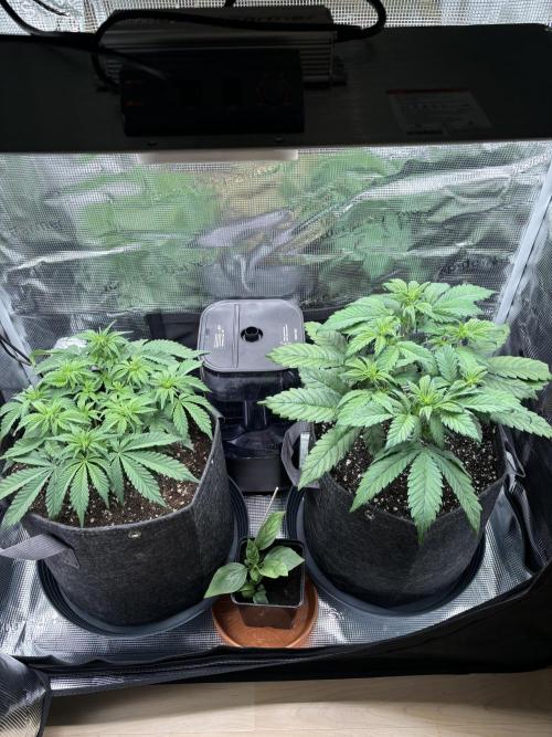 2x Papaya Cookies Auto 90x50. Week 5 - 10.12. - D30