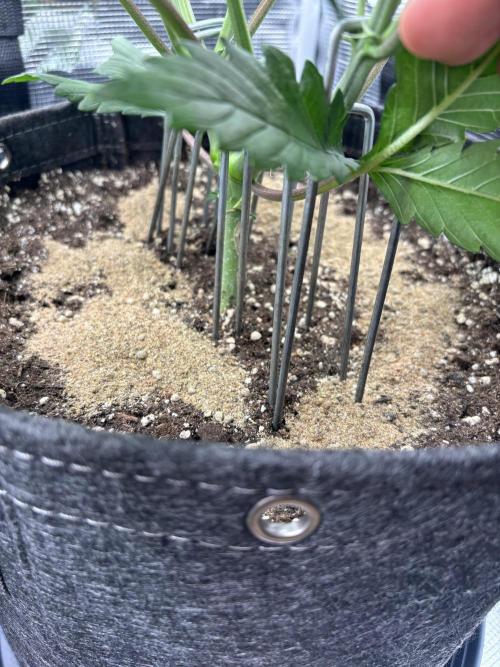 2x Papaya Cookies Auto 90x50. Week 5 - D30 top dress