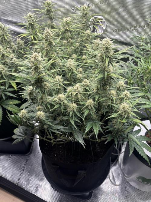 3x FastBuds Amnesia Z Auto. Week 8 - D56 - 3rd plant