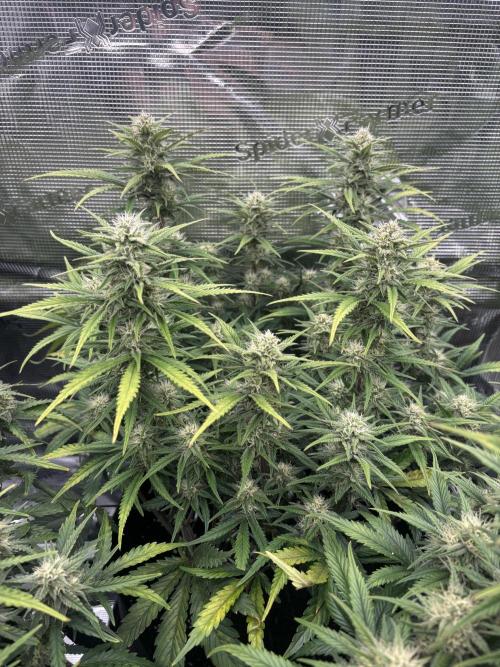 3x FastBuds Amnesia Z Auto. Week 8 - D56 - 2nd plant