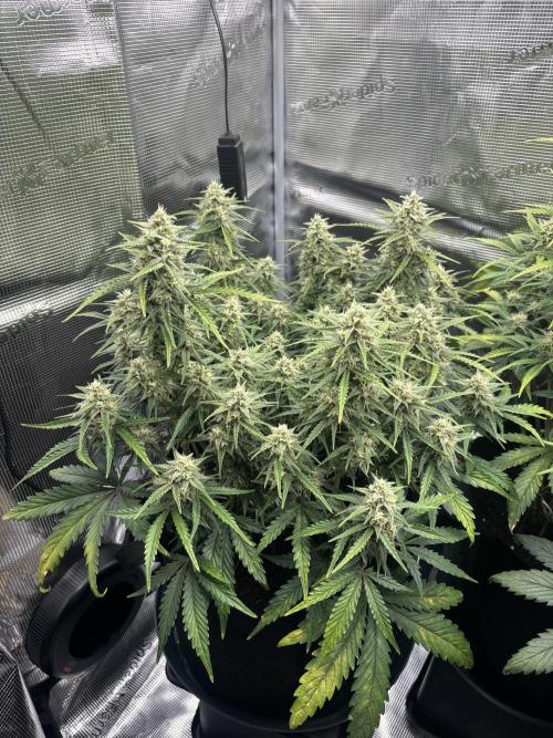 3x FastBuds Amnesia Z Auto. Week 8 - D56 - 1st plant
