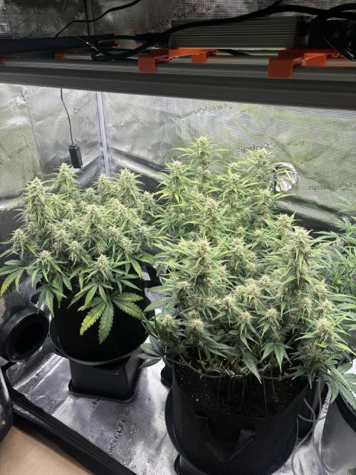 3x FastBuds Amnesia Z Auto. Week 8 - 13.12. - D56