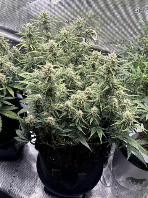 3x FastBuds Amnesia Z Auto. Week 9 - D57 - 3rd plant