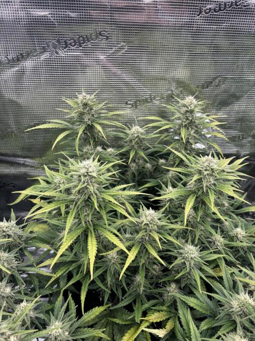 3x FastBuds Amnesia Z Auto. Week 9 - D57 - 2nd plant