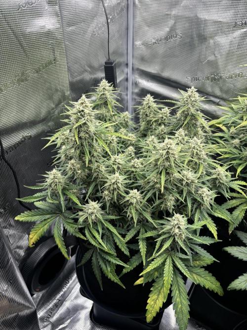 3x FastBuds Amnesia Z Auto. Week 9 - D57 - 1st plant