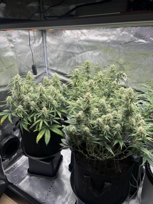 3x FastBuds Amnesia Z Auto. Week 9 - 14.12. - D57