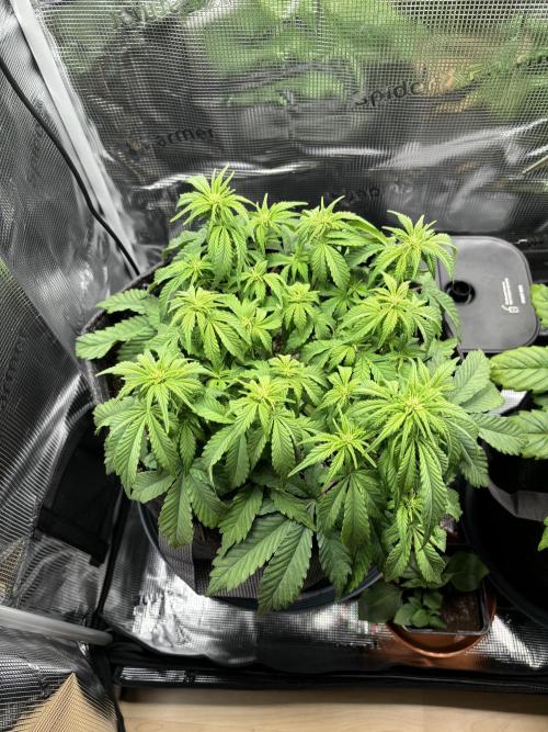 2x Papaya Cookies Auto 90x50. Week 5 - D35 - left plant