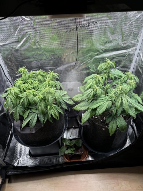 2x Papaya Cookies Auto 90x50. Week 5 - 15.12. - D35