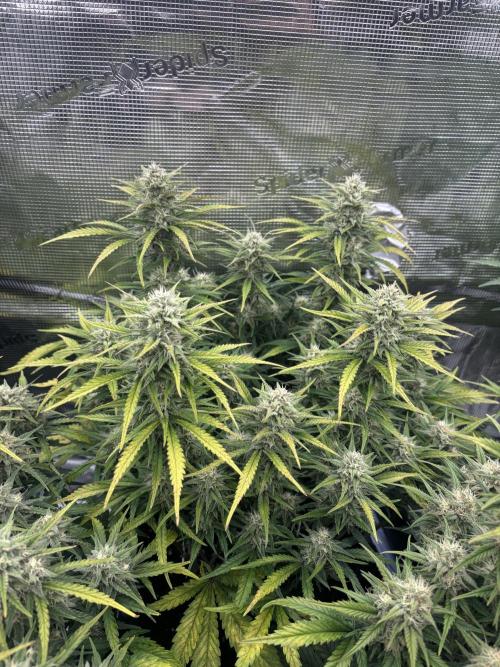 3x FastBuds Amnesia Z Auto. Week 9 - D60 - 3rd plant