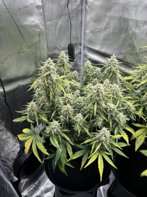 3x FastBuds Amnesia Z Auto. Week 9 - D60 - 1st plant