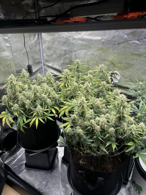 3x FastBuds Amnesia Z Auto. Week 9 - 17.12. - D60