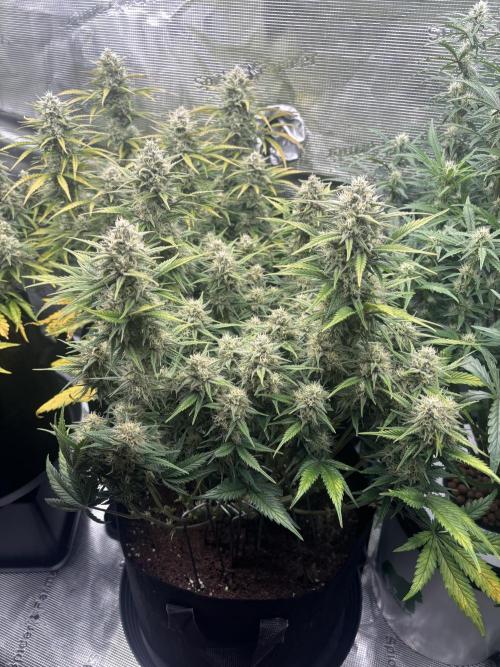 3x FastBuds Amnesia Z Auto. Week 9 - D63 - 3rd plant