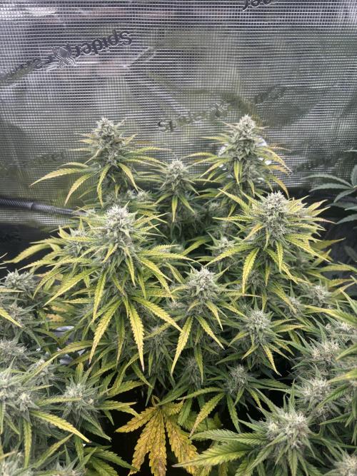 3x FastBuds Amnesia Z Auto. Week 9 - D63 - 2nd plant