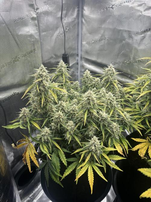 3x FastBuds Amnesia Z Auto. Week 9 - D63 - 1st plant