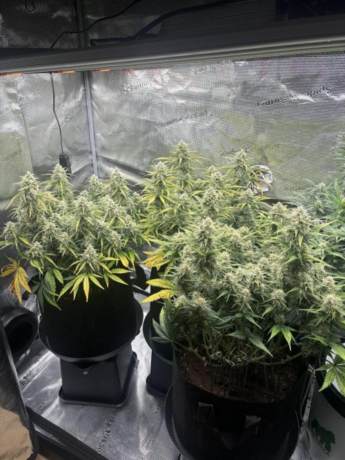 3x FastBuds Amnesia Z Auto. Week 9 - 20.12. - D63