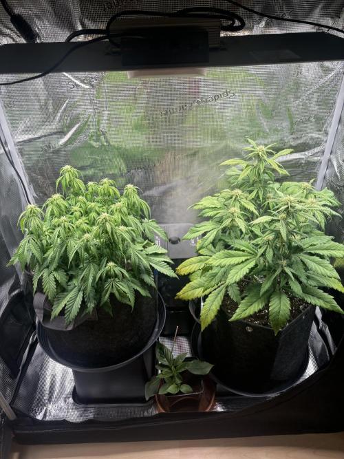 2x Papaya Cookies Auto 90x50. Week 6 - 20.12. - D40