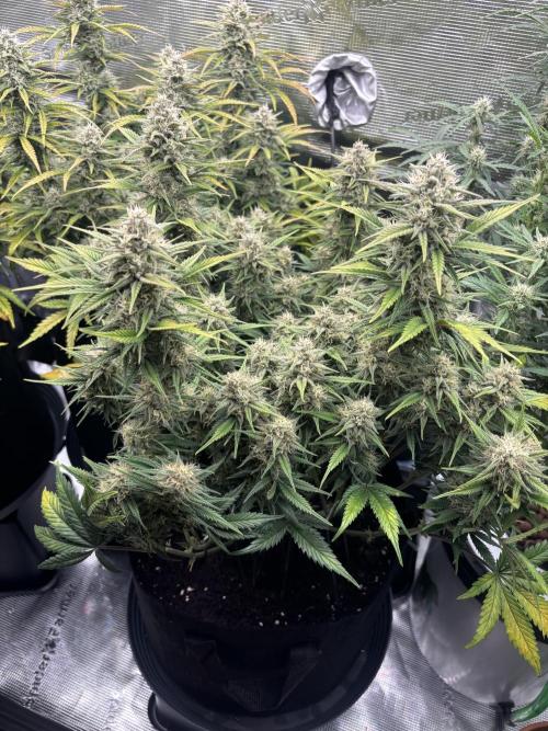 3x FastBuds Amnesia Z Auto. Week 10 - D64 - 3rd plant