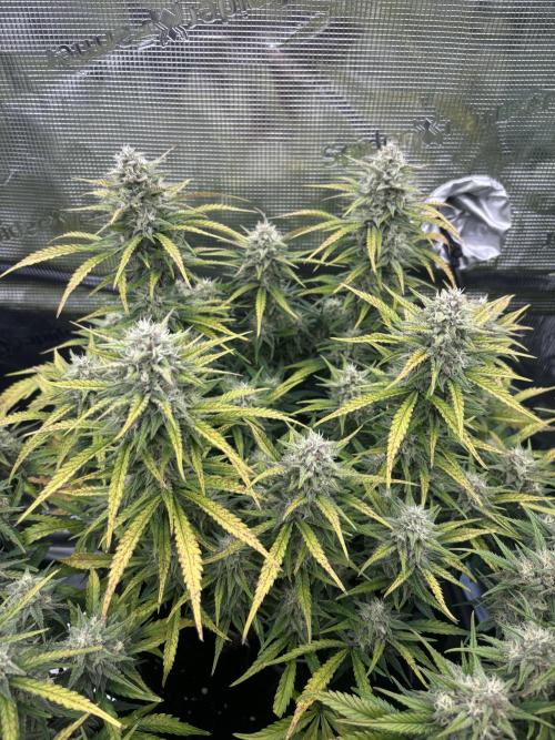 3x FastBuds Amnesia Z Auto. Week 10 - D64 - 2nd plant