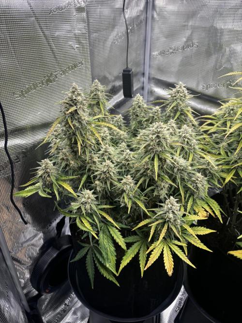 3x FastBuds Amnesia Z Auto. Week 10 - D64 - 1st plant