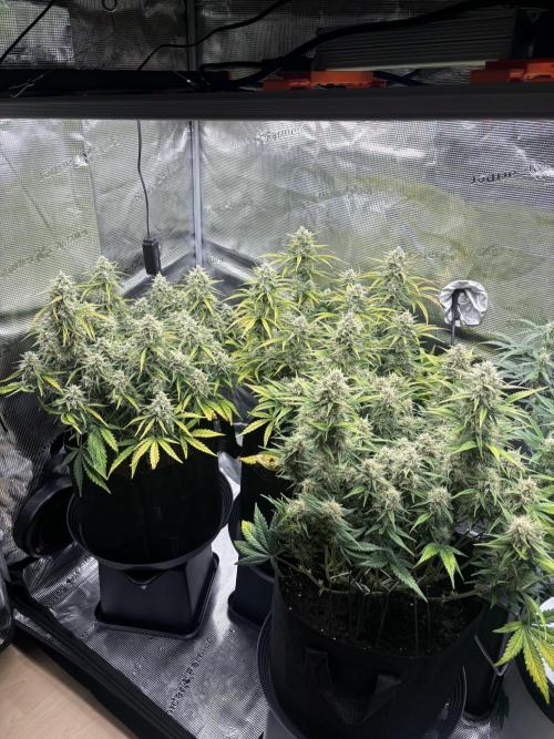 3x FastBuds Amnesia Z Auto. Week 10 - 21.12. - D64