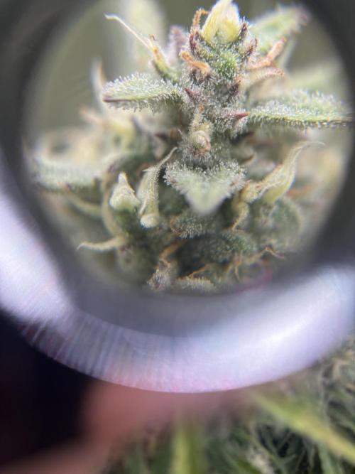 3x FastBuds Amnesia Z Auto. Week 10 - trichomes 1st plant