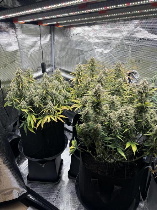 3x FastBuds Amnesia Z Auto. Week 10 - 25.12. - D68