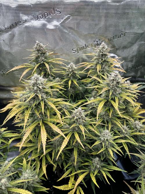 3x FastBuds Amnesia Z Auto. Week 10 - D68 - 2nd plant