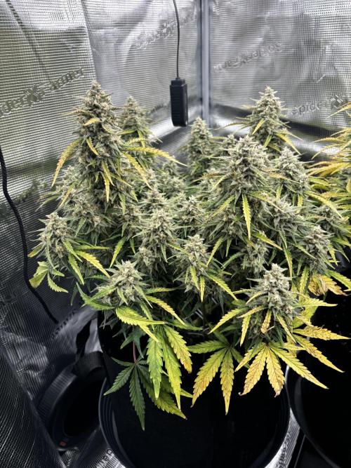 3x FastBuds Amnesia Z Auto. Week 10 - D68 - 1st plant