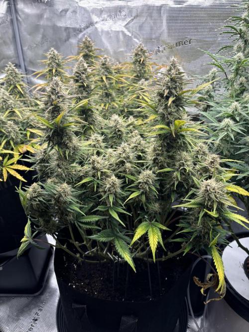 3x FastBuds Amnesia Z Auto. Week 10 - D68 - 3rd plant