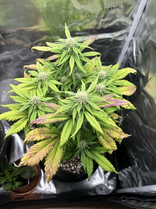 2x Papaya Cookies Auto 90x50. Week 7 - D46 - right plant