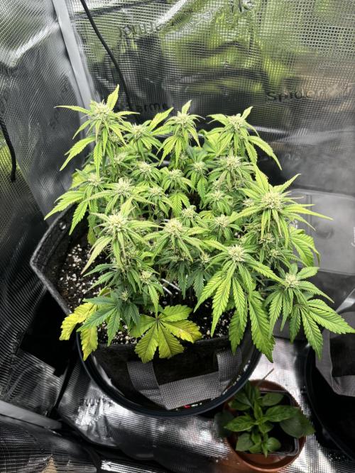 2x Papaya Cookies Auto 90x50. Week 7 - D46 - left plant