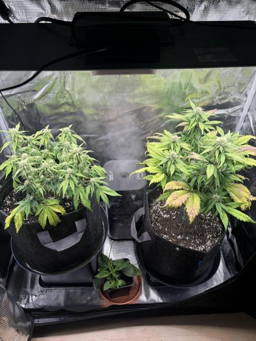 2x Papaya Cookies Auto 90x50. Week 7 - 26.12. - D46