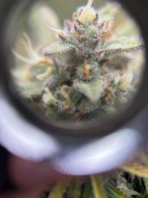 3x FastBuds Amnesia Z Auto. Week 10 - 1st plant trichomes