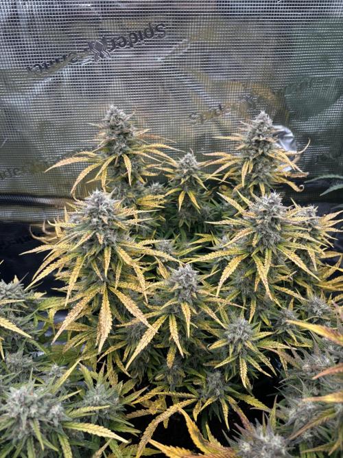 3x FastBuds Amnesia Z Auto. Week 10 - D70 - 2nd plant