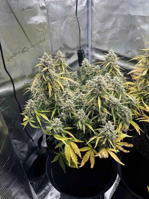 3x FastBuds Amnesia Z Auto. Week 10 - D70 - 1st plant