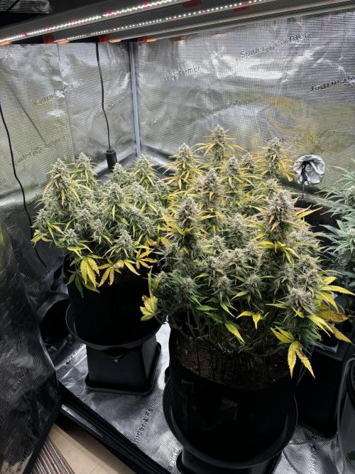 3x FastBuds Amnesia Z Auto. Week 10 - 28.12. - D70