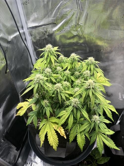 2x Papaya Cookies Auto 90x50. Week 8 - D50 - left plant