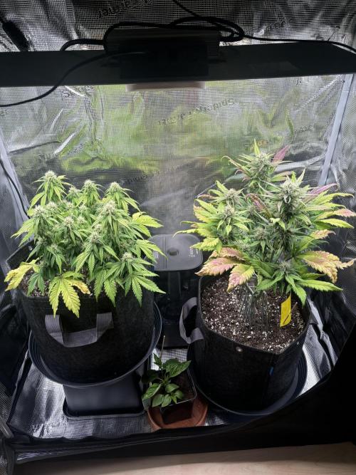 2x Papaya Cookies Auto 90x50. Week 8 - 30.12. - D50