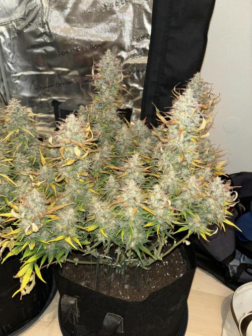 3x FastBuds Amnesia Z Auto. Week 11 - 3rd plant