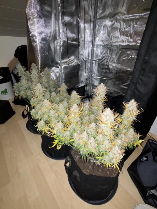 3x FastBuds Amnesia Z Auto. Week 11 - 01.01. - D74 harvest