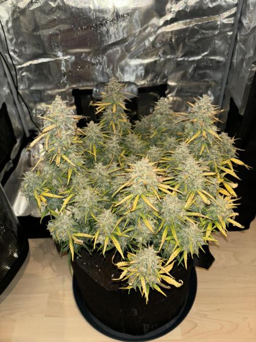 3x FastBuds Amnesia Z Auto. Week 11 - 1st plant