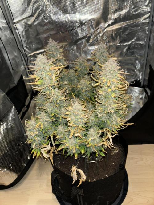 3x FastBuds Amnesia Z Auto. Week 11 - 2nd plant