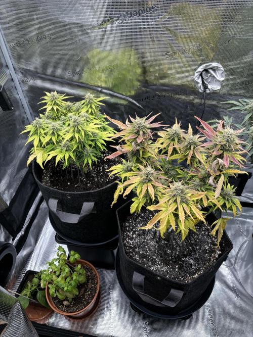 2x Papaya Cookies Auto 90x50. Week 9 - 08.01. - D59