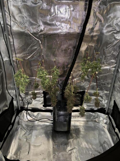 2x Papaya Cookies Auto 90x50. Week 10